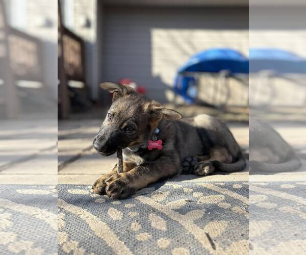 Medium Photo #12 German Shepherd Dog Puppy For Sale in Gretna, NE, USA