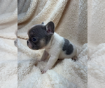 Small #3 French Bulldog