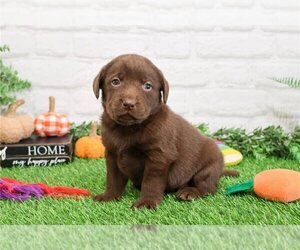 Labrador Retriever Puppy for sale in LOUISVILLE, KY, USA