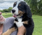 Small Photo #41 Bernese Mountain Dog Puppy For Sale in SPRINGFIELD, OH, USA