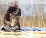 Small #19 ShihPoo
