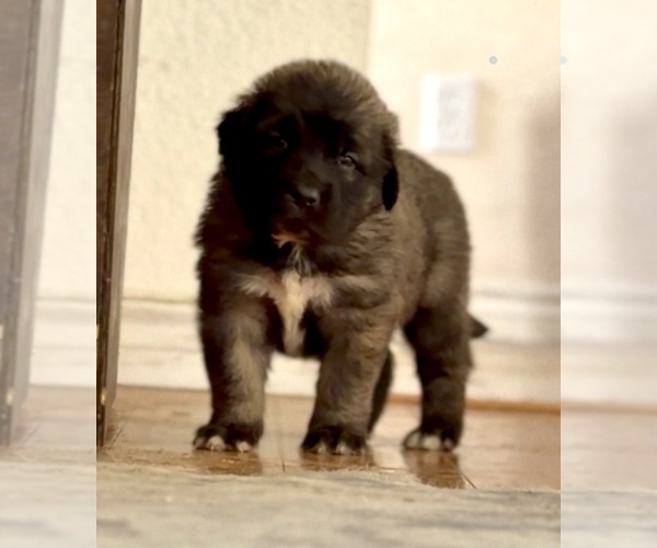 Medium Photo #17 Mastiff-Pyrenean Mastiff Mix Puppy For Sale in RHOME, TX, USA