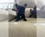 Puppy Martisha Jr French Bulldog
