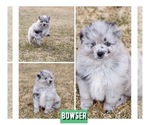 Puppy Bowser Pomsky