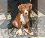 Small #1 Mutt