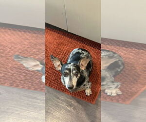 Dachshund Dogs for adoption in Fruitland, SC, USA