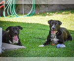 Small #1 Labrador Retriever Mix