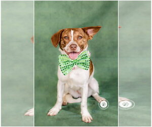 Paloma - Female Beagle-Unknown Mix Dog for Adoption - Photo #4