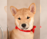 Small Photo #4 Shiba Inu Puppy For Sale in Neosho, MO, USA