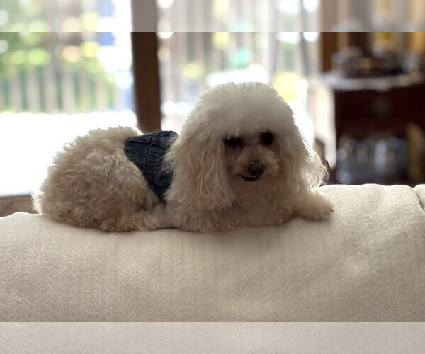 Medium Photo #11 Poodle (Toy) Puppy For Sale in Wheaton, IL, USA