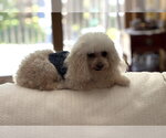 Small #10 Poodle (Toy)