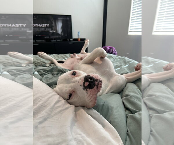 Medium Photo #2 Staffordshire Bull Terrier-Unknown Mix Puppy For Sale in Chandler, AZ, USA