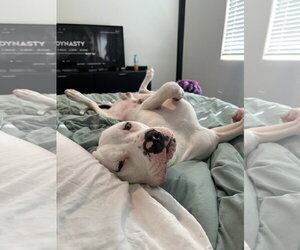 DRAKO MALFOY - Male Staffordshire Bull Terrier-Unknown Mix Dog for Adoption - Photo #2