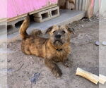 Small #2 Border Terrier