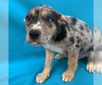 Small Photo #4 Catahoula Leopard Dog-Unknown Mix Puppy For Sale in Kanab, UT, USA