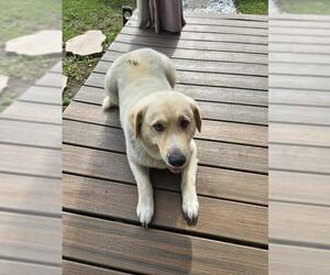 Labrador Retriever-Unknown Mix Dogs for adoption in San Antonio, TX, USA