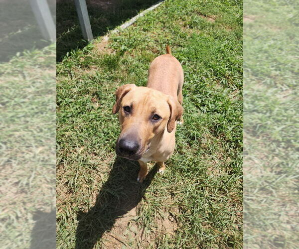 Medium Photo #1 Mutt Puppy For Sale in Evansville, IN, USA