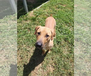 Mutt Dogs for adoption in Evansville, IN, USA