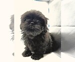 Puppy Thunder Shih Tzu