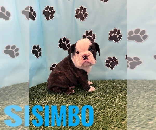 Medium Photo #13 Bulldog Puppy For Sale in BOWLING GREEN, KY, USA