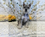 Small Photo #1 Schnauzer (Miniature) Puppy For Sale in MARTINSVILLE, IN, USA