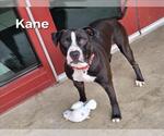Small #1 American Staffordshire Terrier