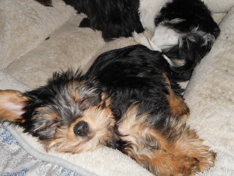 Medium Photo #1 Poodle (Toy)-Yorkshire Terrier Mix Puppy For Sale in SEDALIA, MO, USA