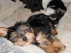 Small Photo #1 Poodle (Toy)-Yorkshire Terrier Mix Puppy For Sale in SEDALIA, MO, USA