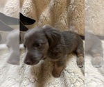 Small #1 Dachshund