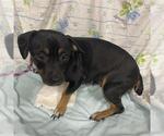 Small Chiweenie