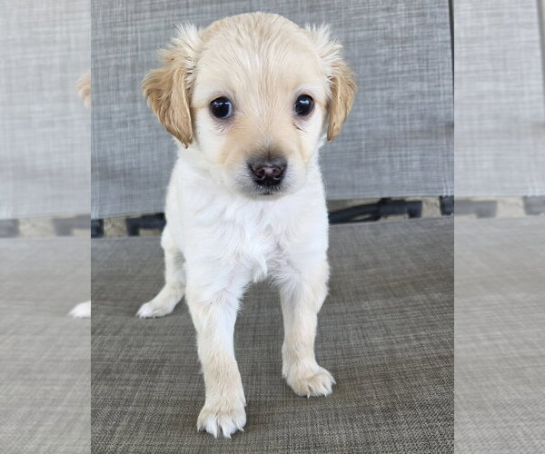 Medium Photo #5 Maltese-Unknown Mix Puppy For Sale in Corona, CA, USA