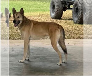 Mutt Dogs for adoption in Harrison, AR, USA