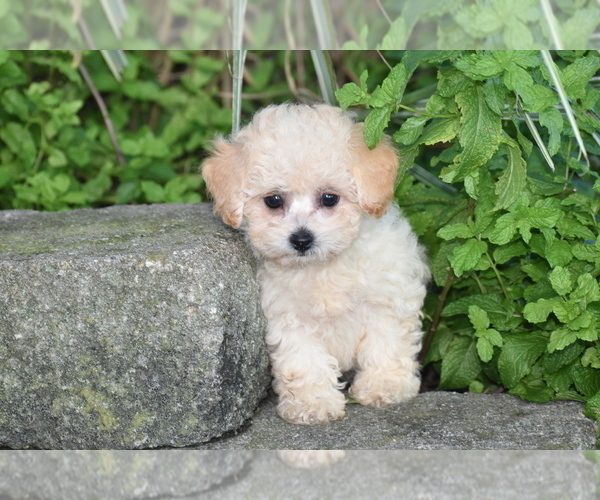 Medium Photo #6 Bichpoo Puppy For Sale in ELDORADO, OH, USA