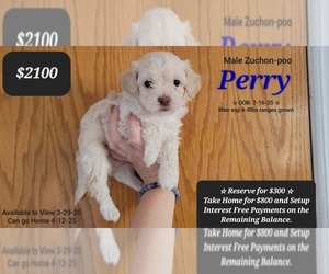 Poodle (Toy)-Zuchon Mix Puppy for sale in TUCSON, AZ, USA