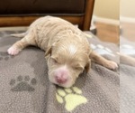Image preview for Ad Listing. Nickname: Goldie