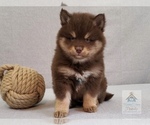 Small Photo #3 Pomsky Puppy For Sale in BURNS TWNSHP, MN, USA