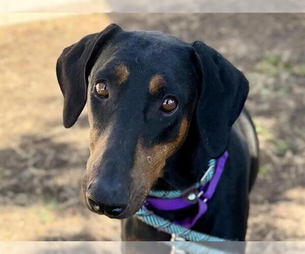 Medium Photo #1 Doberman Pinscher Puppy For Sale in Martinez, CA, USA