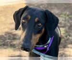 Small Doberman Pinscher