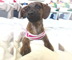 Chiweenie Dogs for adoption in Los Angeles, CA, USA