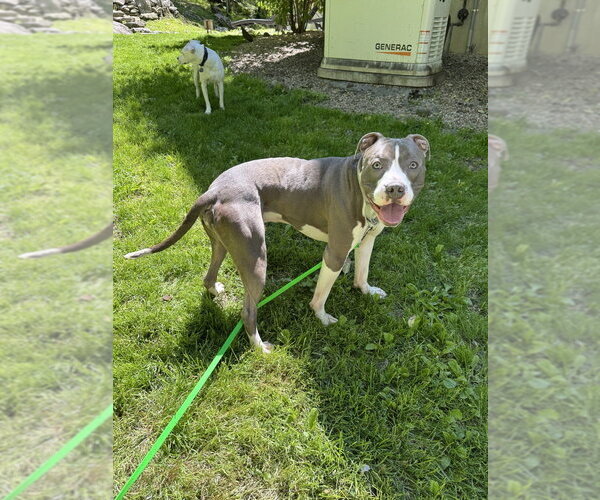 Medium Photo #15 Bullboxer Pit Puppy For Sale in Brewster, NY, USA