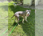 Small #14 Bullboxer Pit