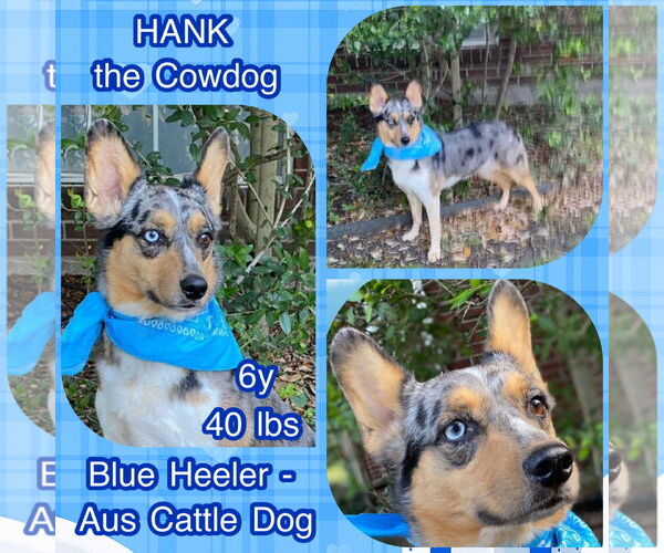 Medium Photo #1 Australian Shepherd Puppy For Sale in Dallas, TX, USA