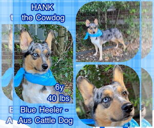 Australian Shepherd Dogs for adoption in Dallas, TX, USA