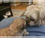 Small #1 Shih Tzu
