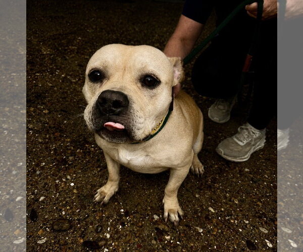 Medium Photo #7 Mutt Puppy For Sale in Houston, TX, USA