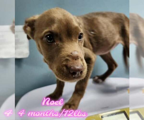 Medium Photo #1 Mutt Puppy For Sale in Woodbury, NY, USA