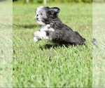 Small #3 Shih Tzu