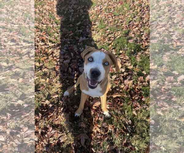Medium Photo #2 Bernese Mountain Dog-Unknown Mix Puppy For Sale in Columbus, IN, USA