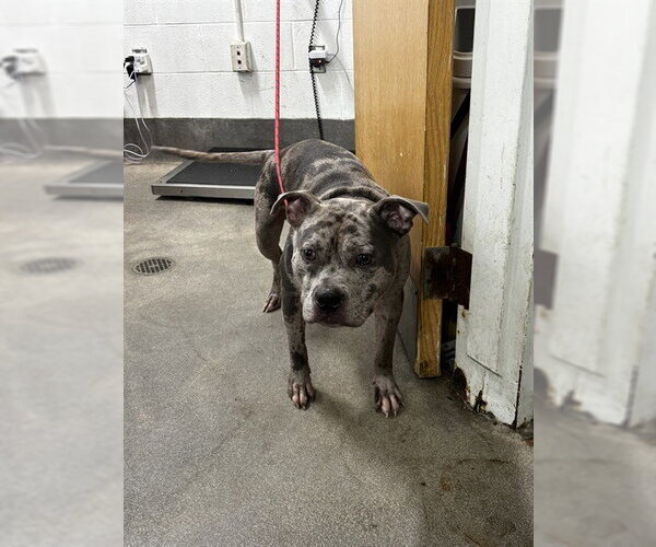 Medium Photo #1 Mutt Puppy For Sale in Forestville, MD, USA