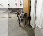 *TRAVIS - Male Mutt Dog for Adoption - Small photo